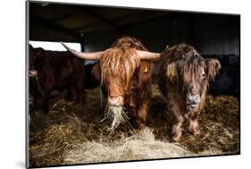 Highland cattle, Scotland, United Kingdom, Europe-John Alexander-Mounted Photographic Print