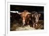 Highland cattle, Scotland, United Kingdom, Europe-John Alexander-Framed Photographic Print