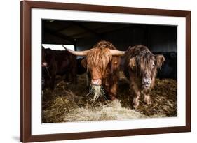 Highland cattle, Scotland, United Kingdom, Europe-John Alexander-Framed Photographic Print