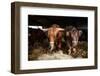 Highland cattle, Scotland, United Kingdom, Europe-John Alexander-Framed Premium Photographic Print