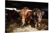Highland cattle, Scotland, United Kingdom, Europe-John Alexander-Stretched Canvas