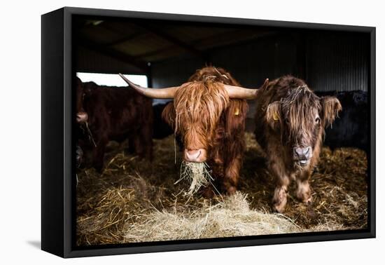 Highland cattle, Scotland, United Kingdom, Europe-John Alexander-Framed Stretched Canvas