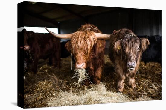 Highland cattle, Scotland, United Kingdom, Europe-John Alexander-Stretched Canvas