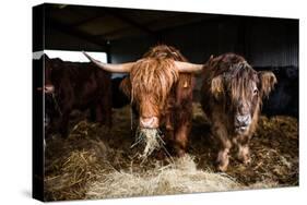 Highland cattle, Scotland, United Kingdom, Europe-John Alexander-Stretched Canvas