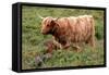 Highland Cattle, Scotland-Peter Thompson-Framed Stretched Canvas