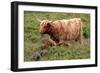 Highland Cattle, Scotland-Peter Thompson-Framed Photographic Print