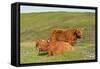 Highland Cattle Two Adults of Which One Is Resting-null-Framed Stretched Canvas