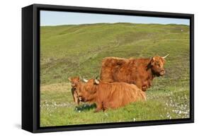 Highland Cattle Two Adults of Which One Is Resting-null-Framed Stretched Canvas