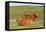 Highland Cattle Two Adults of Which One Is Resting-null-Framed Stretched Canvas