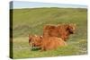 Highland Cattle Two Adults of Which One Is Resting-null-Stretched Canvas