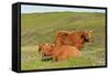 Highland Cattle Two Adults of Which One Is Resting-null-Framed Stretched Canvas