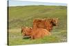 Highland Cattle Two Adults of Which One Is Resting-null-Stretched Canvas