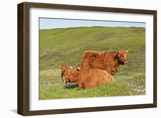 Highland Cattle Two Adults of Which One Is Resting-null-Framed Photographic Print