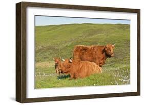 Highland Cattle Two Adults of Which One Is Resting-null-Framed Photographic Print