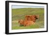 Highland Cattle Two Adults of Which One Is Resting-null-Framed Photographic Print