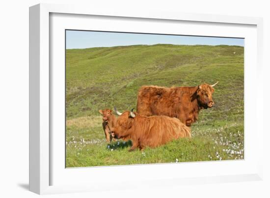 Highland Cattle Two Adults of Which One Is Resting-null-Framed Photographic Print