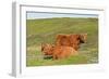 Highland Cattle Two Adults of Which One Is Resting-null-Framed Photographic Print