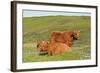 Highland Cattle Two Adults of Which One Is Resting-null-Framed Photographic Print