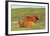 Highland Cattle Two Adults of Which One Is Resting-null-Framed Photographic Print