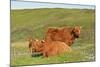 Highland Cattle Two Adults of Which One Is Resting-null-Mounted Photographic Print