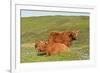 Highland Cattle Two Adults of Which One Is Resting-null-Framed Photographic Print