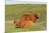 Highland Cattle Two Adults of Which One Is Resting-null-Mounted Photographic Print