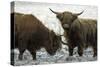 Highland Cattle Two Young Bulls-null-Stretched Canvas