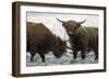 Highland Cattle Two Young Bulls-null-Framed Photographic Print