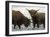 Highland Cattle Two Young Bulls-null-Framed Photographic Print