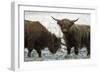 Highland Cattle Two Young Bulls-null-Framed Photographic Print