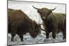 Highland Cattle Two Young Bulls-null-Mounted Photographic Print