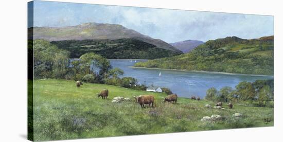 Highland Cattle-Clive Madgwick-Stretched Canvas