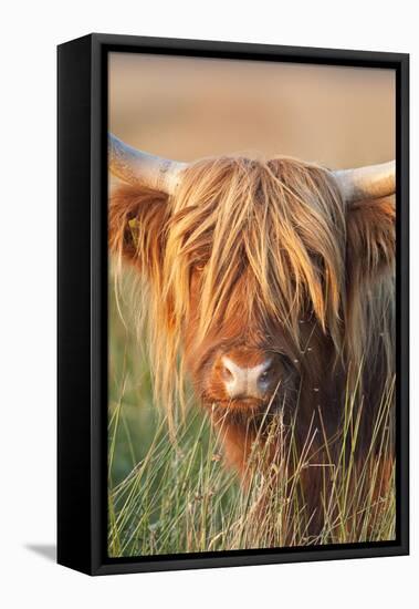 Highland Cattle-null-Framed Stretched Canvas