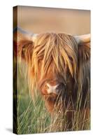 Highland Cattle-null-Stretched Canvas