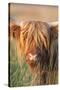 Highland Cattle-null-Stretched Canvas