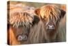 Highland Cattle-null-Stretched Canvas