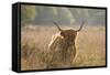 Highland Cattle-null-Framed Stretched Canvas