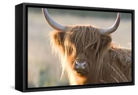 Highland Cattle-null-Framed Stretched Canvas