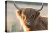 Highland Cattle-null-Stretched Canvas