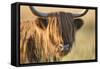 Highland Cattle-null-Framed Stretched Canvas