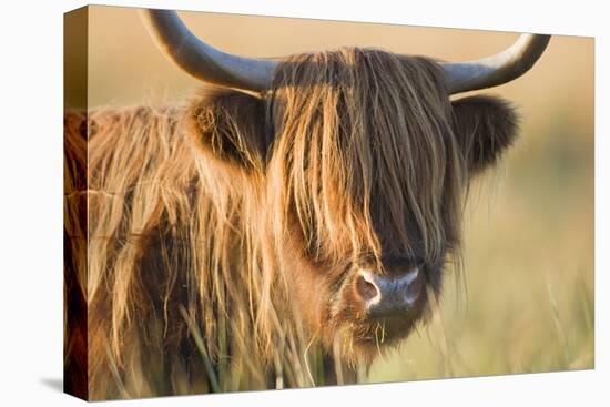 Highland Cattle-null-Stretched Canvas