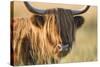 Highland Cattle-null-Stretched Canvas