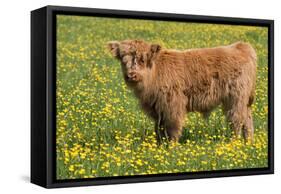 Highland Cattle-null-Framed Stretched Canvas