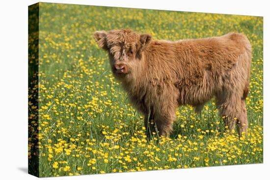 Highland Cattle-null-Stretched Canvas