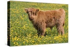 Highland Cattle-null-Stretched Canvas