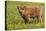 Highland Cattle-null-Stretched Canvas