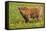 Highland Cattle-null-Framed Stretched Canvas