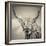 Highland Cattle-Mark Gemmell-Framed Premium Photographic Print