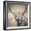 Highland Cattle-Mark Gemmell-Framed Premium Photographic Print