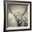 Highland Cattle-Mark Gemmell-Framed Premium Photographic Print